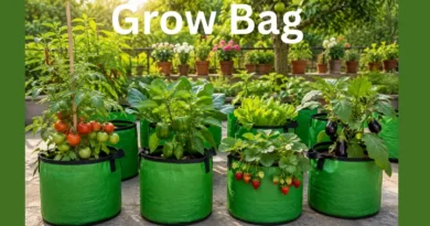 Fruit Grow Bag