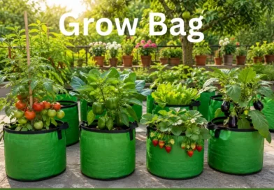 Fruit Grow Bag