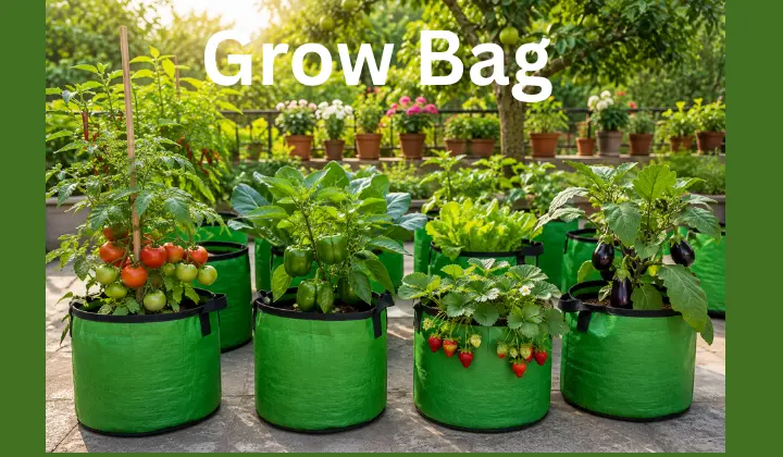 Fruit Grow Bag